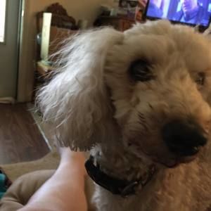 Meet your Posher, Janet